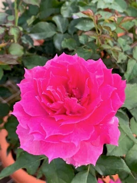 scheherazade rose